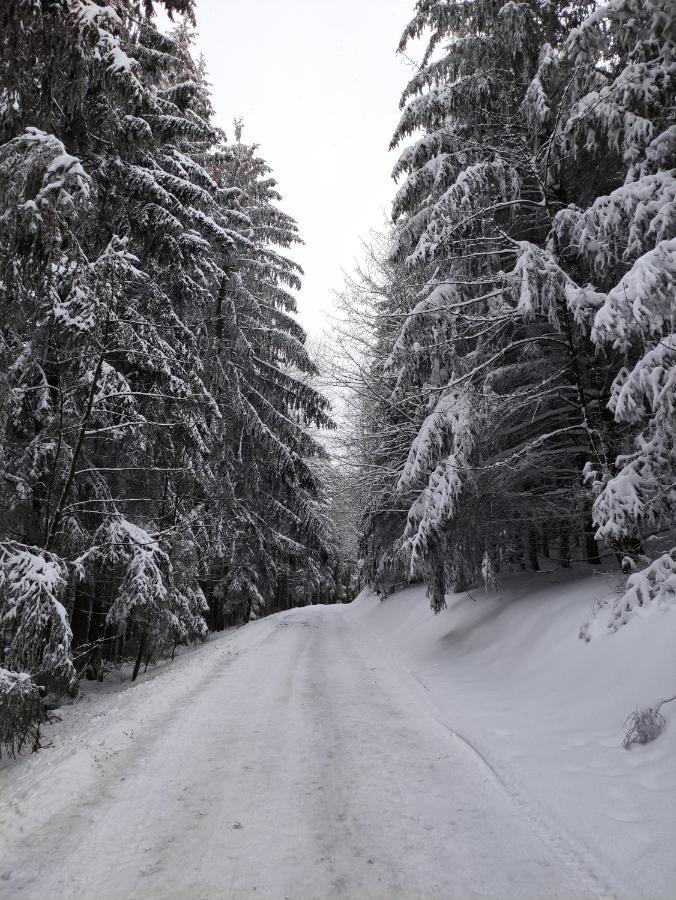 Zentrale Und Gemuetliche Ferienwohnung In Winterberg Nah An Der Natur Eksteriør bilde